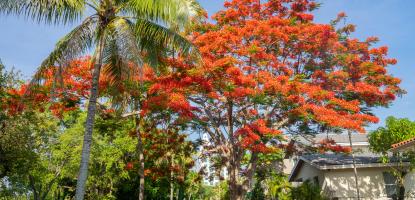 89th Annual Royal Poinciana Festival | Coral Gables